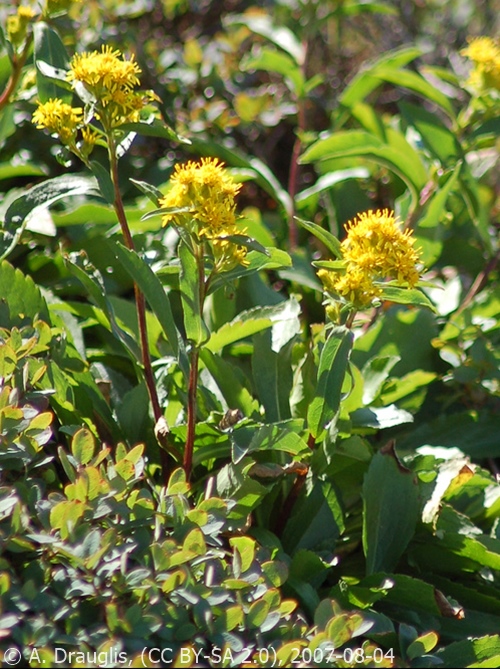 SOLIDAGO LEIOCARPA