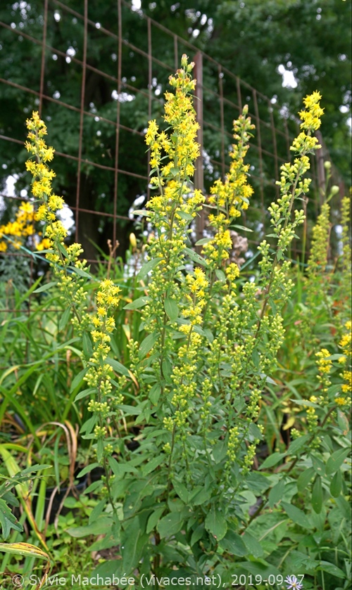 SOLIDAGO SQUARROSA