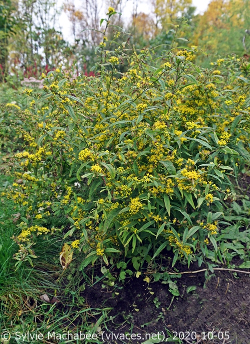 SOLIDAGO CAESIA
