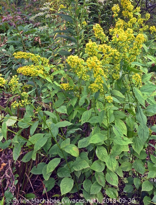 SOLIDAGO FLEXICAULIS 'Gold Spangles'