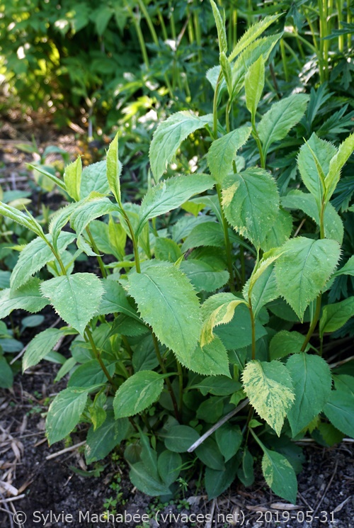 SOLIDAGO FLEXICAULIS 'Gold Spangles'