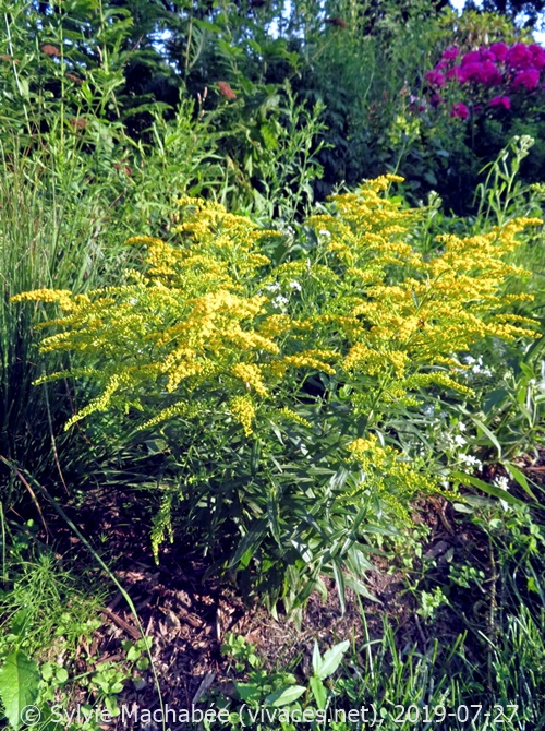 SOLIDAGO CANADENSIS 'Little Miss Sunshine'
