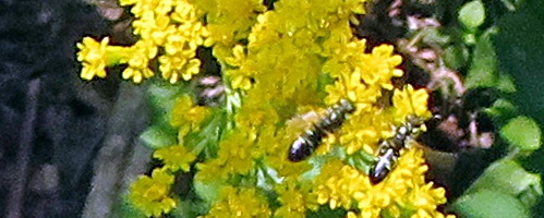 SOLIDAGO CANADENSIS 'Little Miss Sunshine'