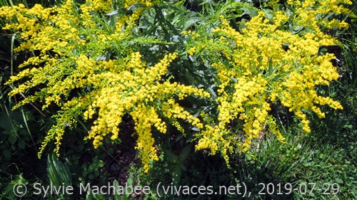 SOLIDAGO CANADENSIS 'Little Miss Sunshine'