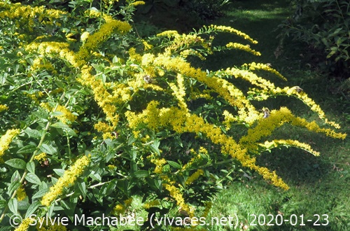 SOLIDAGO RUGOSA 'Fireworks'