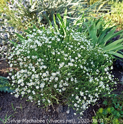 SOLIDAGO PTARMICOIDES