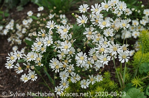 SOLIDAGO PTARMICOIDES