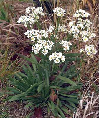 SOLIDAGO PTARMICOIDES
