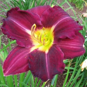 SUPER PURPLE