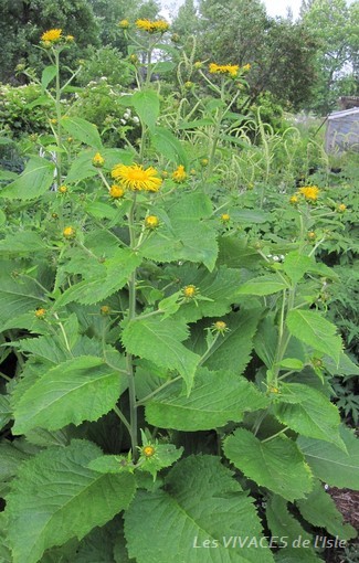 TELEKIA SPECIOSA