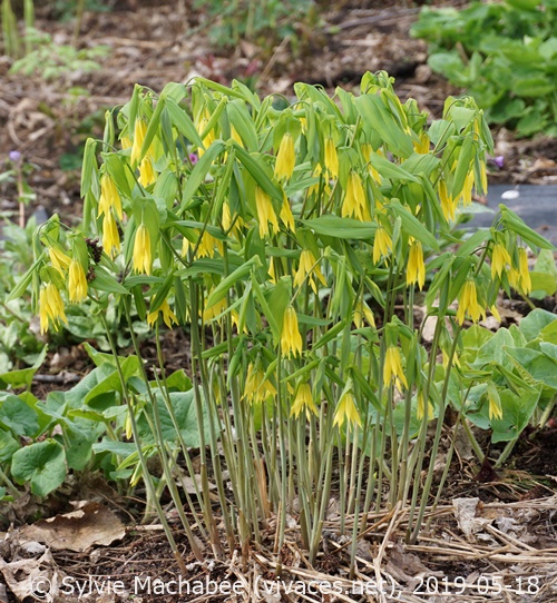 UVULARIA GRANDIFLORA