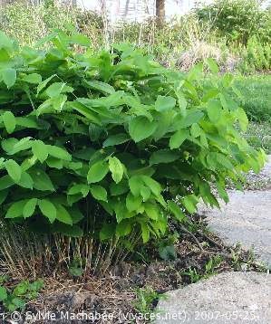 UVULARIA GRANDIFLORA