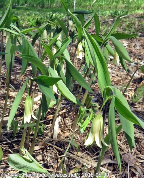 UVULARIA SESSILIFLORA