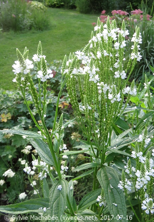 VERBENA HASTATA 'Alba'