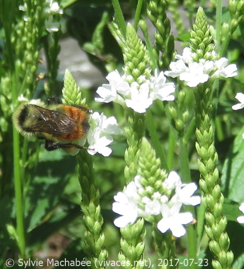 VERBENA HASTATA 'Alba'