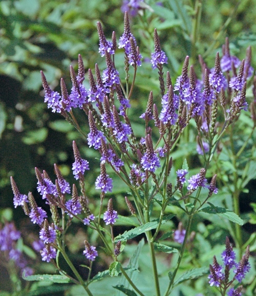 VERBENA HASTATA