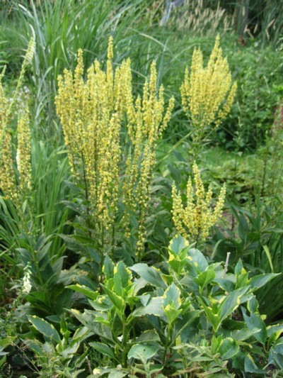 VERBASCUM Sixteen Candles