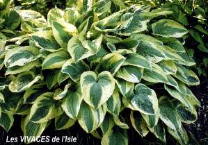 HOSTA Wide Brim