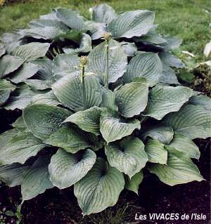 HOSTAHOSTA 'Wolcott