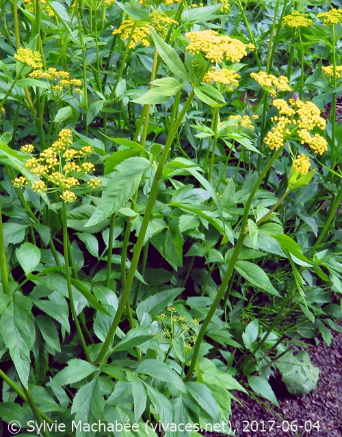 ZIZIA AUREA