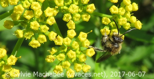 ZIZIA AUREA