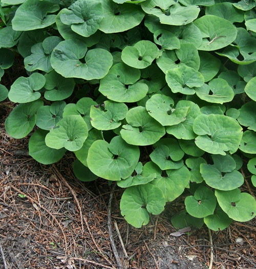 ASARUM CANADENSIS