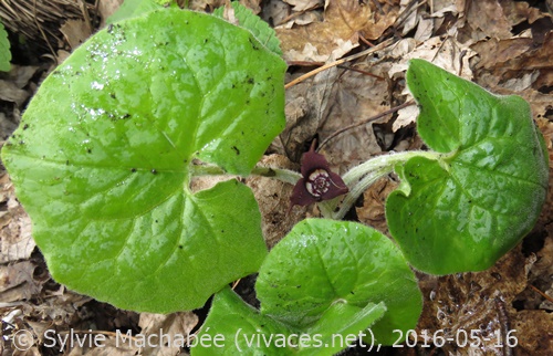 ASARUM CANADENSIS