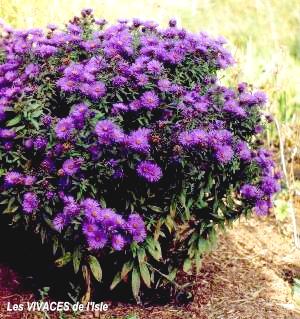 ASTER NOVAE-ANGLIAE 'Purple Dome'