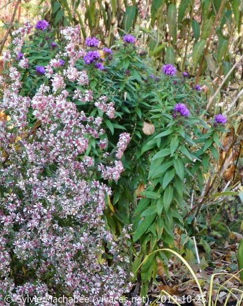 ASTER NOVAE-ANGLIAE 'Purple Dome'