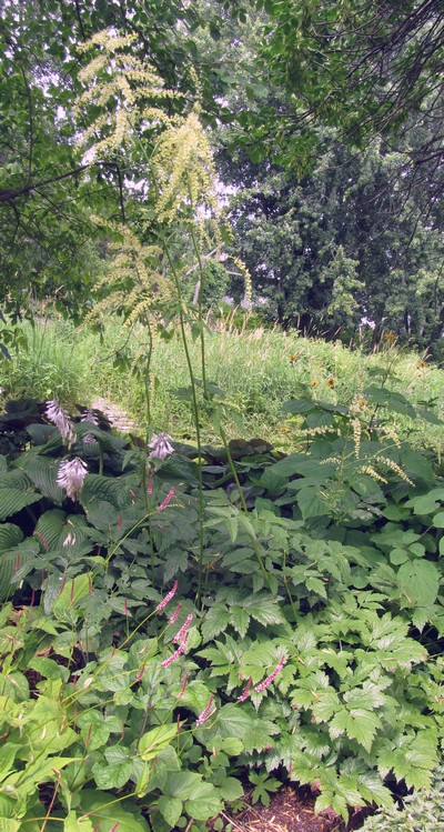 CIMICIFUGA FOETIDA