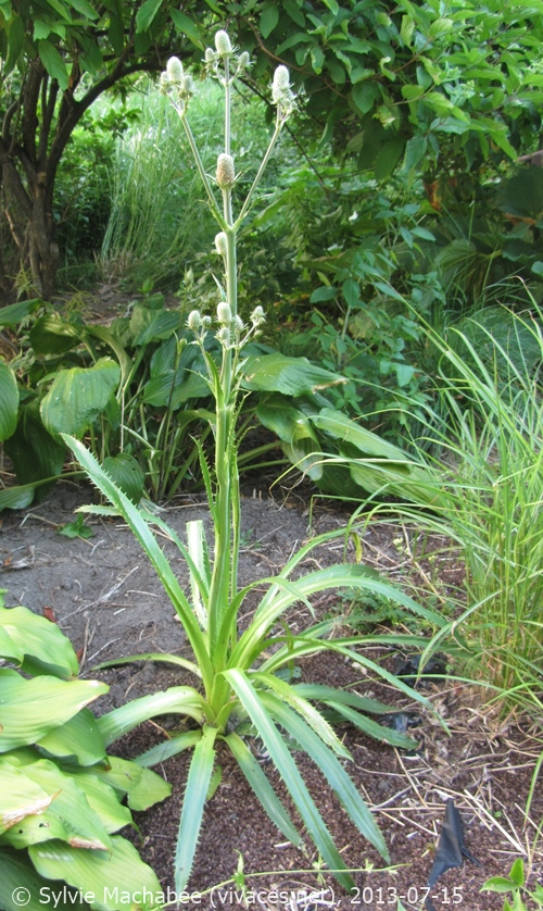 ERYNGIUM AGAVIFOLIUM