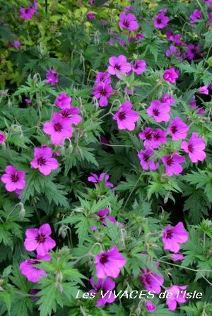 Geranium Patricia