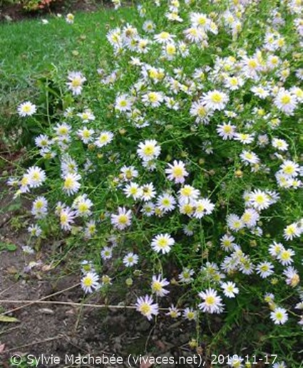 KALIMERIS PINNATIFIDA 'Hortensis'