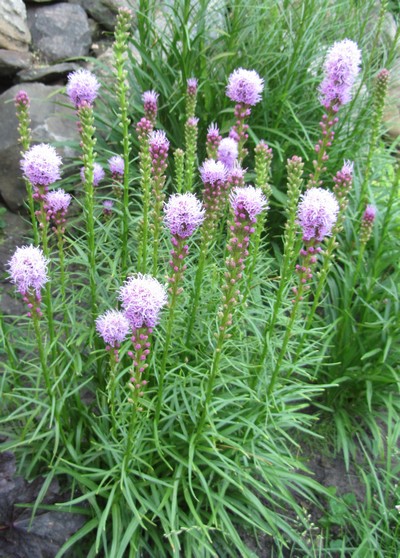LIATRIS SPICATA Kobold