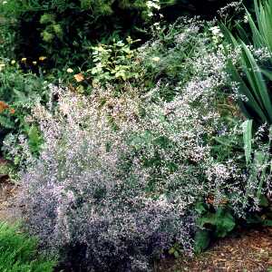 LIMONIUM LATIFOLIA